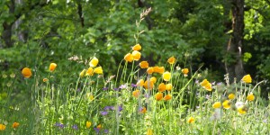 webdesign-bolinger-divider-image-sommerwiese